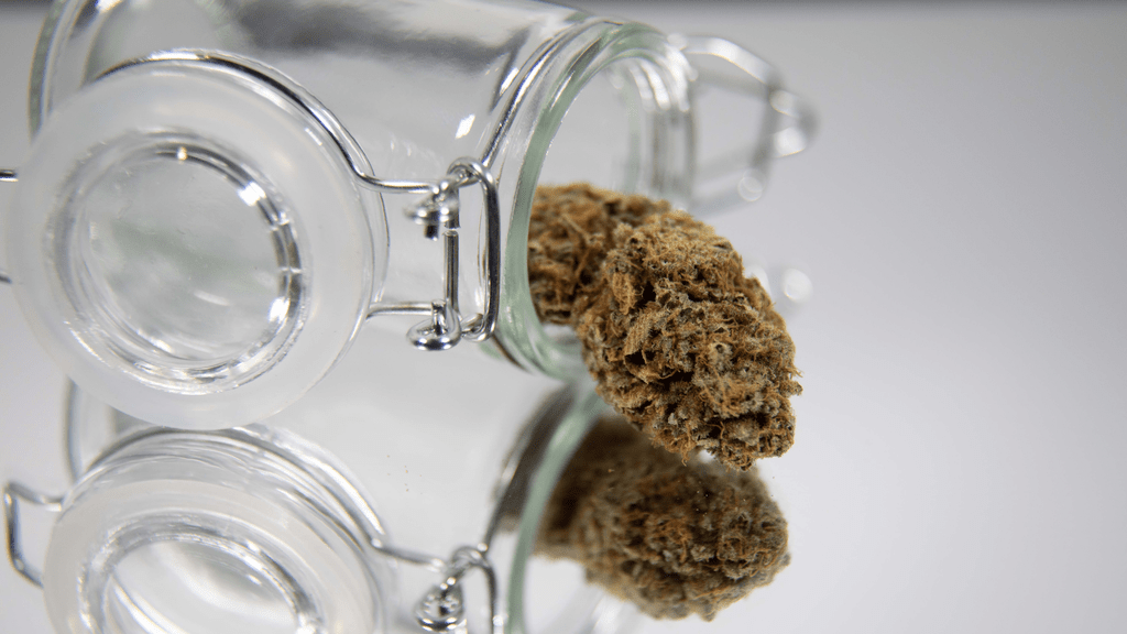 Sativa vs. Indica: Understanding the Key Differences Between Cannabis Strains